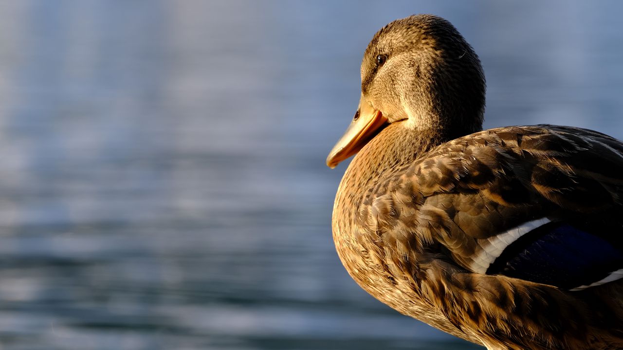 Wallpaper duck, beak, bird, blur, wildlife