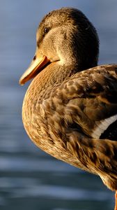 Preview wallpaper duck, beak, bird, blur, wildlife
