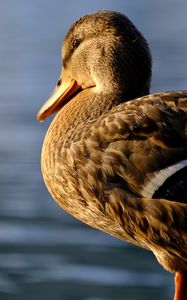 Preview wallpaper duck, beak, bird, blur, wildlife