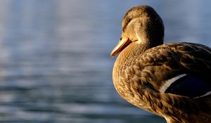 Preview wallpaper duck, beak, bird, blur, wildlife