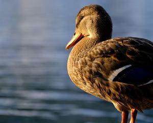 Preview wallpaper duck, beak, bird, blur, wildlife