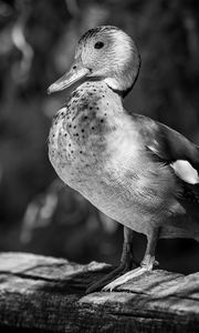 Preview wallpaper duck, beak, bird, black and white