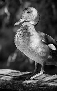 Preview wallpaper duck, beak, bird, black and white