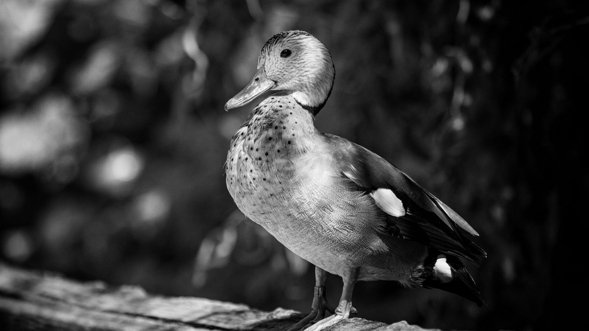 Download wallpaper 1920x1080 duck, beak, bird, black and white full hd