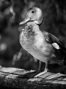 Preview wallpaper duck, beak, bird, black and white