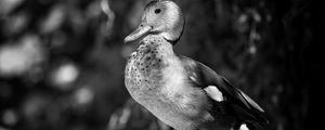 Preview wallpaper duck, beak, bird, black and white