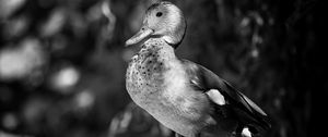 Preview wallpaper duck, beak, bird, black and white