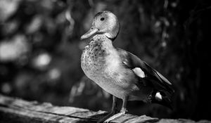Preview wallpaper duck, beak, bird, black and white