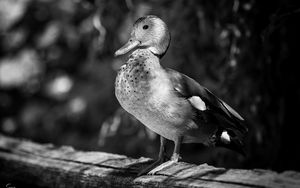 Preview wallpaper duck, beak, bird, black and white