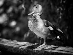 Preview wallpaper duck, beak, bird, black and white