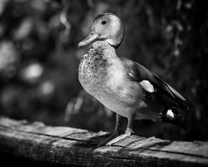 Preview wallpaper duck, beak, bird, black and white