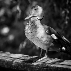 Duck ipad, ipad 2, ipad mini for parallax wallpapers hd, desktop backgrounds  1280x1280, images and pictures