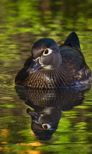 Preview wallpaper duck, beak, bird, river, wildlife