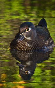 Preview wallpaper duck, beak, bird, river, wildlife