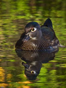 Preview wallpaper duck, beak, bird, river, wildlife