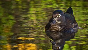 Preview wallpaper duck, beak, bird, river, wildlife