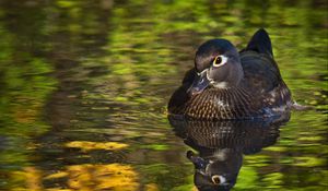 Preview wallpaper duck, beak, bird, river, wildlife