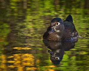 Preview wallpaper duck, beak, bird, river, wildlife