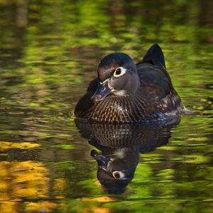 Preview wallpaper duck, beak, bird, river, wildlife