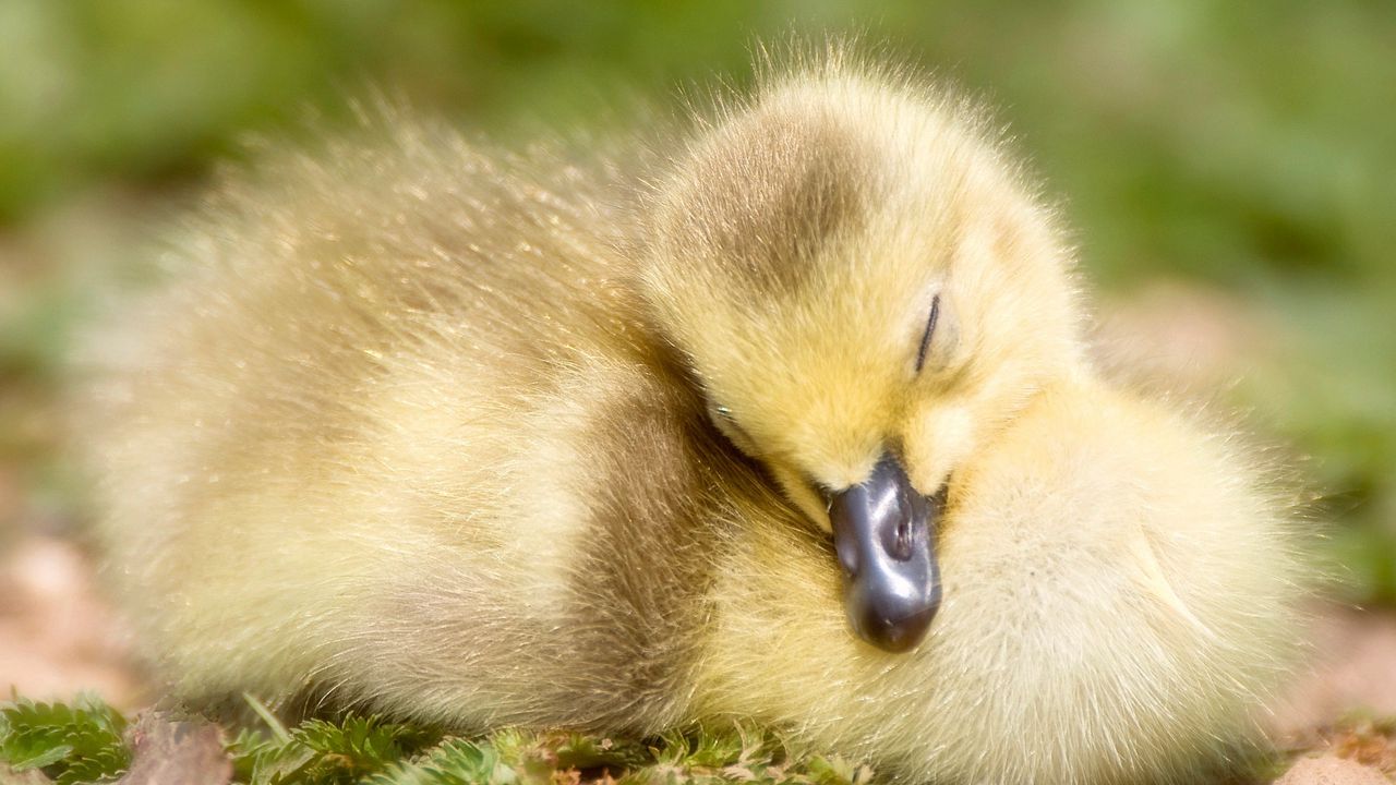 Wallpaper duck, beak, sleep, bird