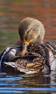 Preview wallpaper duck, bird, beak, feathers, water