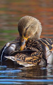 Preview wallpaper duck, bird, beak, feathers, water