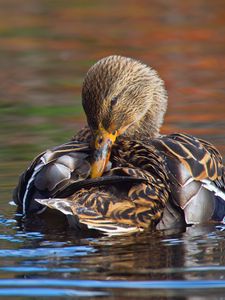 Preview wallpaper duck, bird, beak, feathers, water