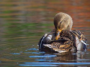 Preview wallpaper duck, bird, beak, feathers, water