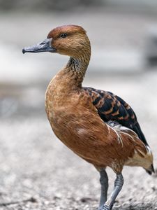 Preview wallpaper duck, bird, beak, wildlife