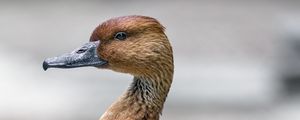 Preview wallpaper duck, bird, beak, wildlife