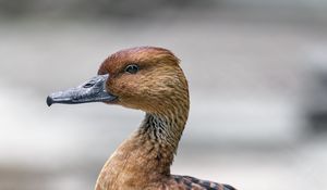 Preview wallpaper duck, bird, beak, wildlife