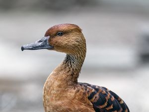 Preview wallpaper duck, bird, beak, wildlife