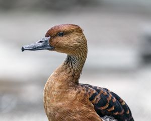 Preview wallpaper duck, bird, beak, wildlife