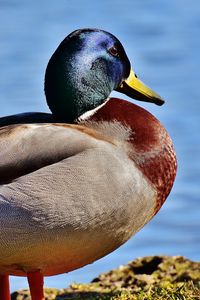 Preview wallpaper duck, bird, beak