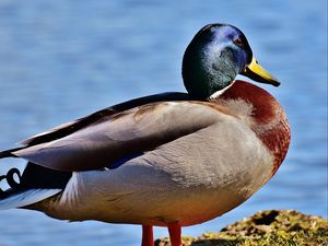 Preview wallpaper duck, bird, beak