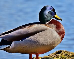 Preview wallpaper duck, bird, beak