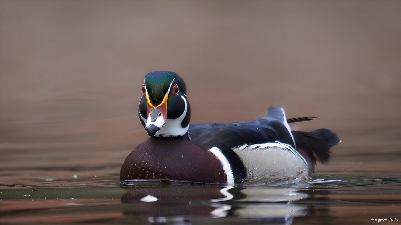 Wallpaper duck, bird, beak, water, pond