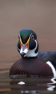 Preview wallpaper duck, bird, beak, water, pond
