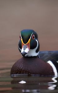 Preview wallpaper duck, bird, beak, water, pond