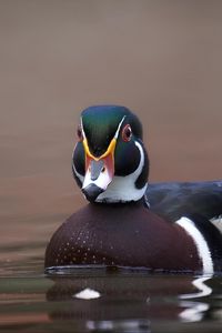 Preview wallpaper duck, bird, beak, water, pond
