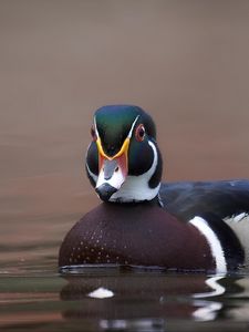 Preview wallpaper duck, bird, beak, water, pond