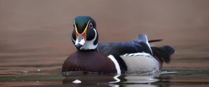 Preview wallpaper duck, bird, beak, water, pond