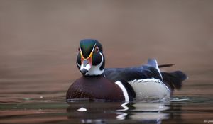 Preview wallpaper duck, bird, beak, water, pond