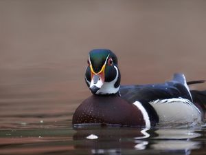 Preview wallpaper duck, bird, beak, water, pond