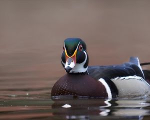 Preview wallpaper duck, bird, beak, water, pond