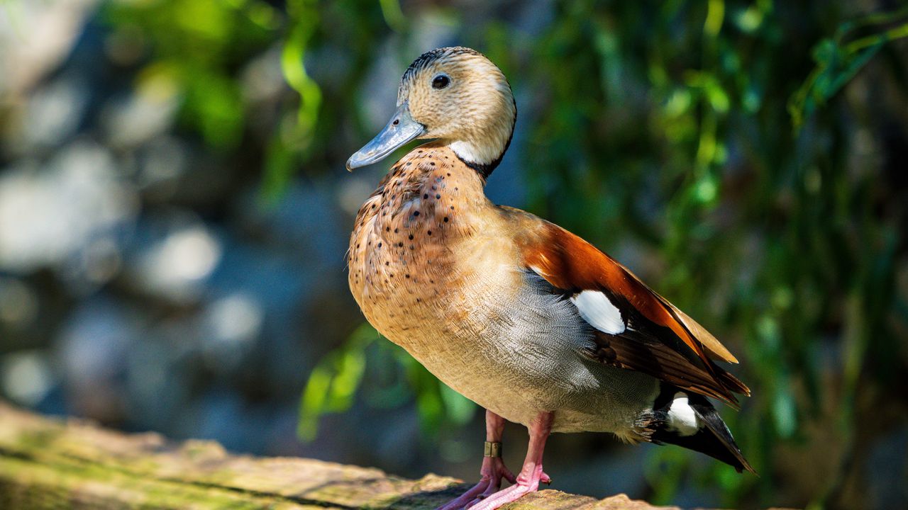 Wallpaper duck, bird, cute, funny