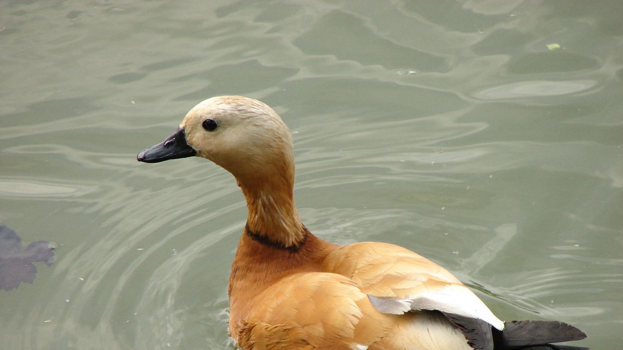 Wallpaper duck, bird, feathers, lake, swim