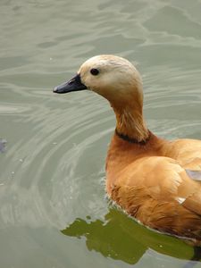 Preview wallpaper duck, bird, feathers, lake, swim