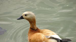 Preview wallpaper duck, bird, feathers, lake, swim
