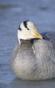 Preview wallpaper duck, bird, feathers, winter